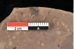 Foto (Detailansicht) von Zostena ungeri Ettingshausen (NHMW-GEO-2024-0188-0443)